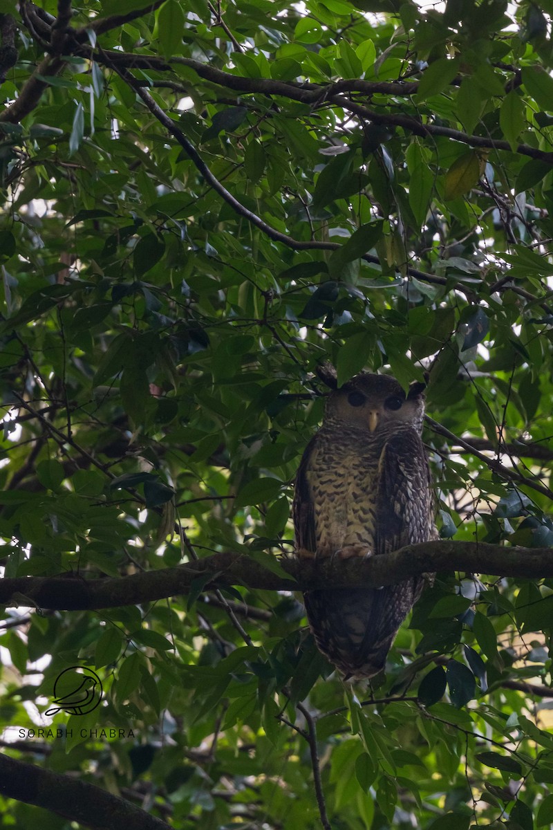 Spot-bellied Eagle-Owl - ML616912604