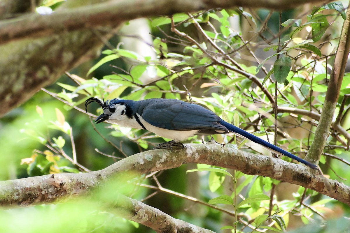 White-throated Magpie-Jay - ML616912639