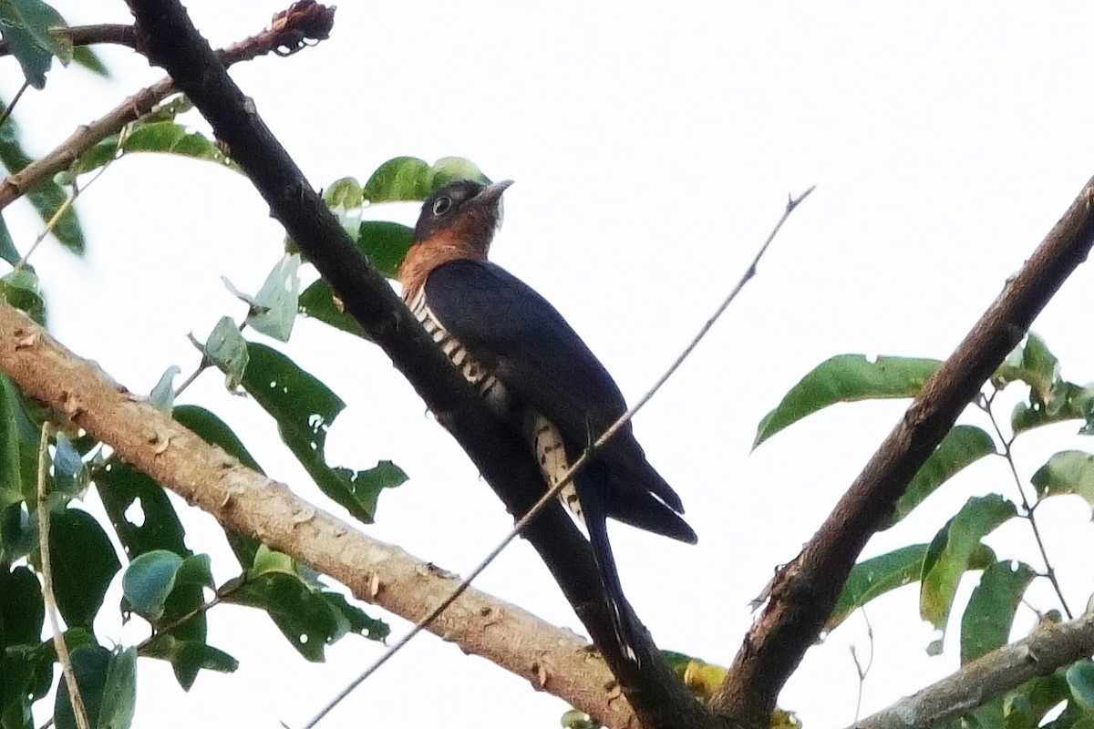 Black Cuckoo (Rufous-throated) - ML616912640