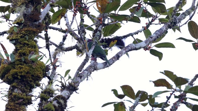 Yellow-breasted Fruit-Dove - ML616912762
