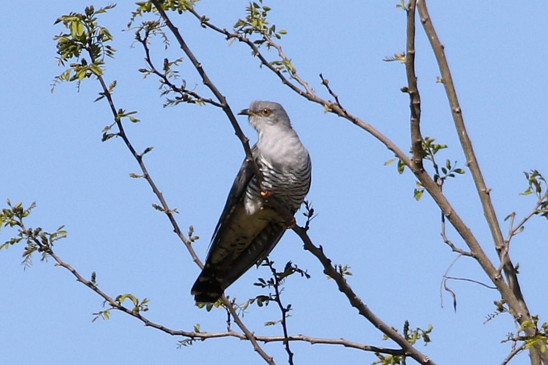 Common Cuckoo - ML616912848