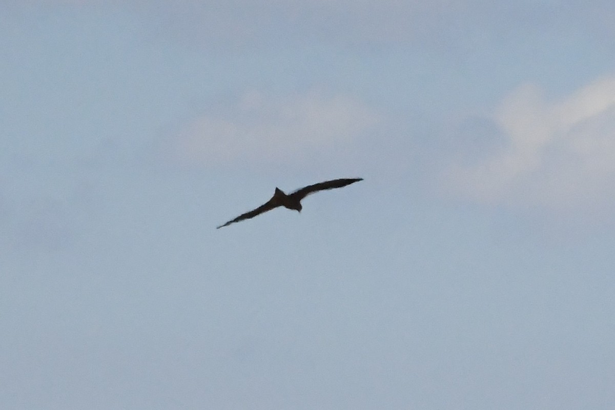 Black Kite (Black) - ML616912856