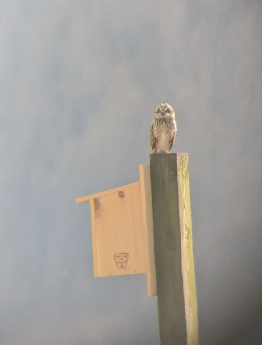 Short-eared Owl - ML616912877