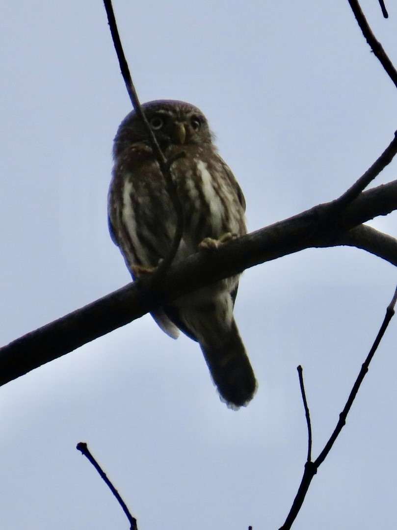 Peruvian Pygmy-Owl - ML616912937