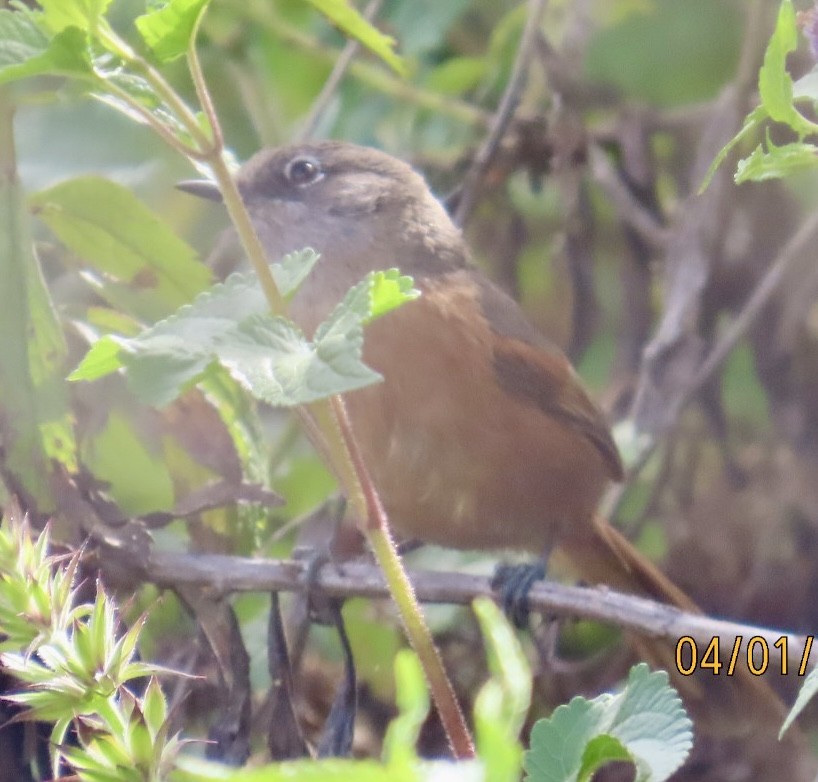 Russet-bellied Spinetail - ML616912941