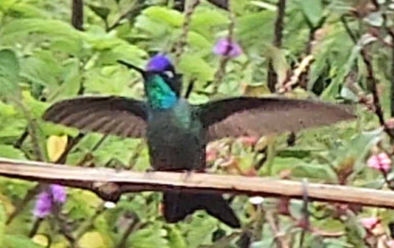 Talamanca Hummingbird - ML616912981