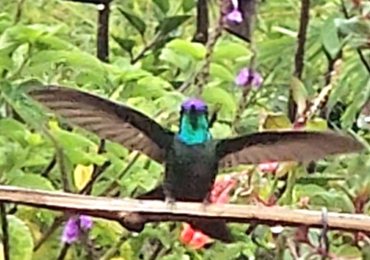 Talamanca Hummingbird - ML616912982