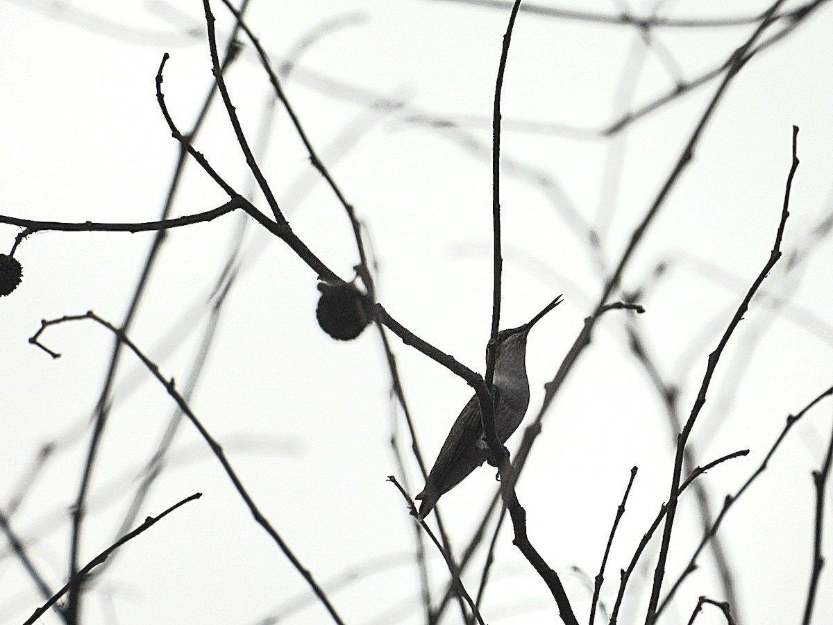 Ruby-throated Hummingbird - ML616913017