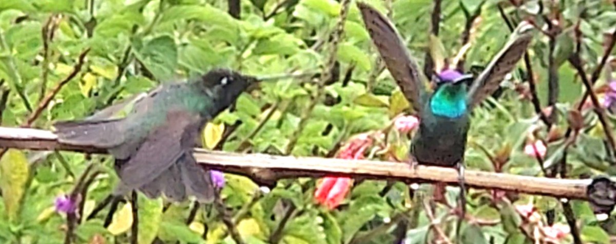 Talamanca Hummingbird - ML616913058