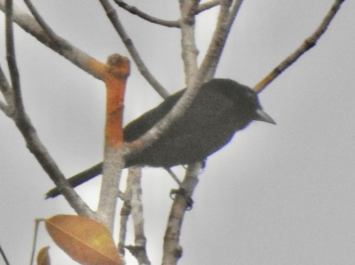 Red-shouldered Tanager - ML616913072