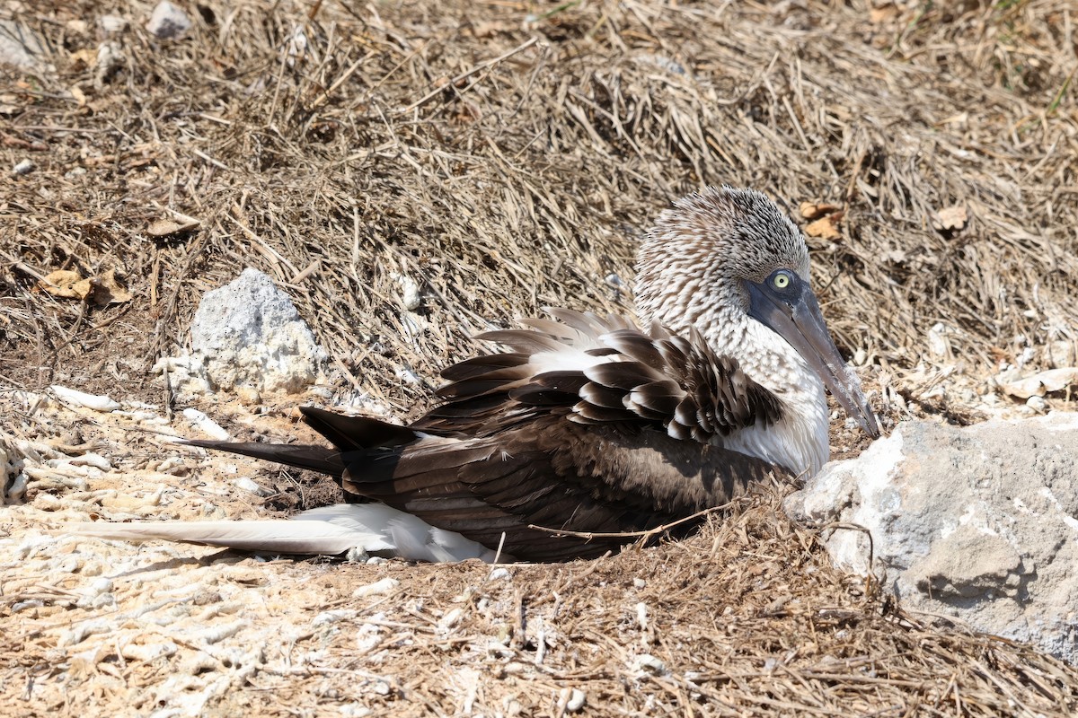 Blue-footed Booby - ML616913077