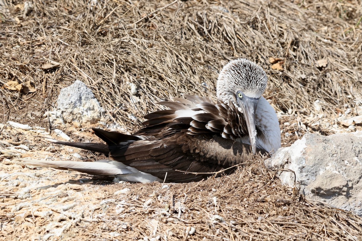 Blue-footed Booby - ML616913146