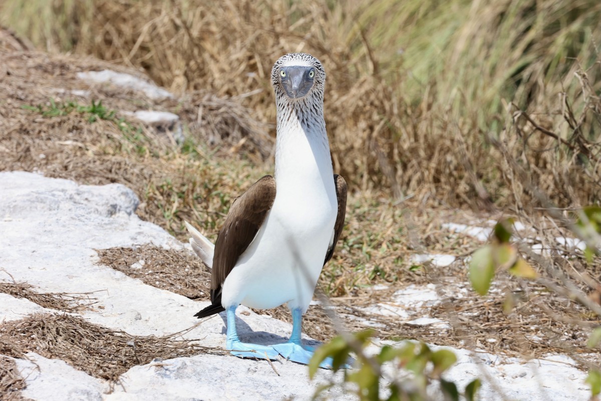 Blue-footed Booby - ML616913160