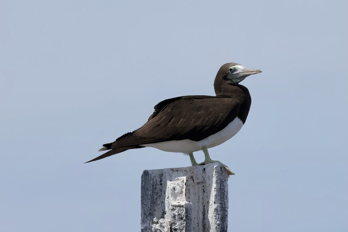 Brown Booby - ML616913222