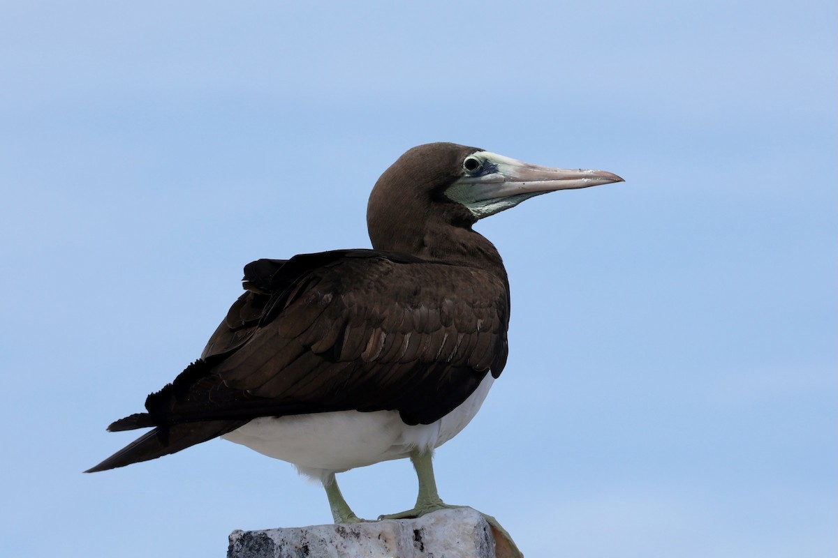 Brown Booby - ML616913242