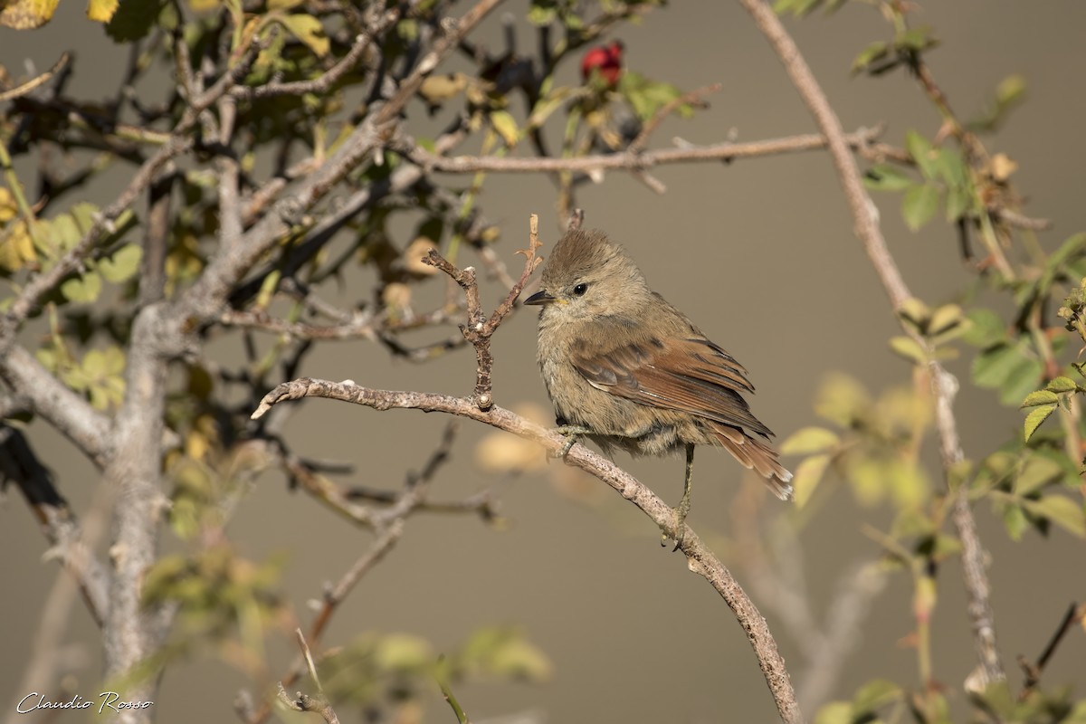 Brown-capped Tit-Spinetail - ML616913261