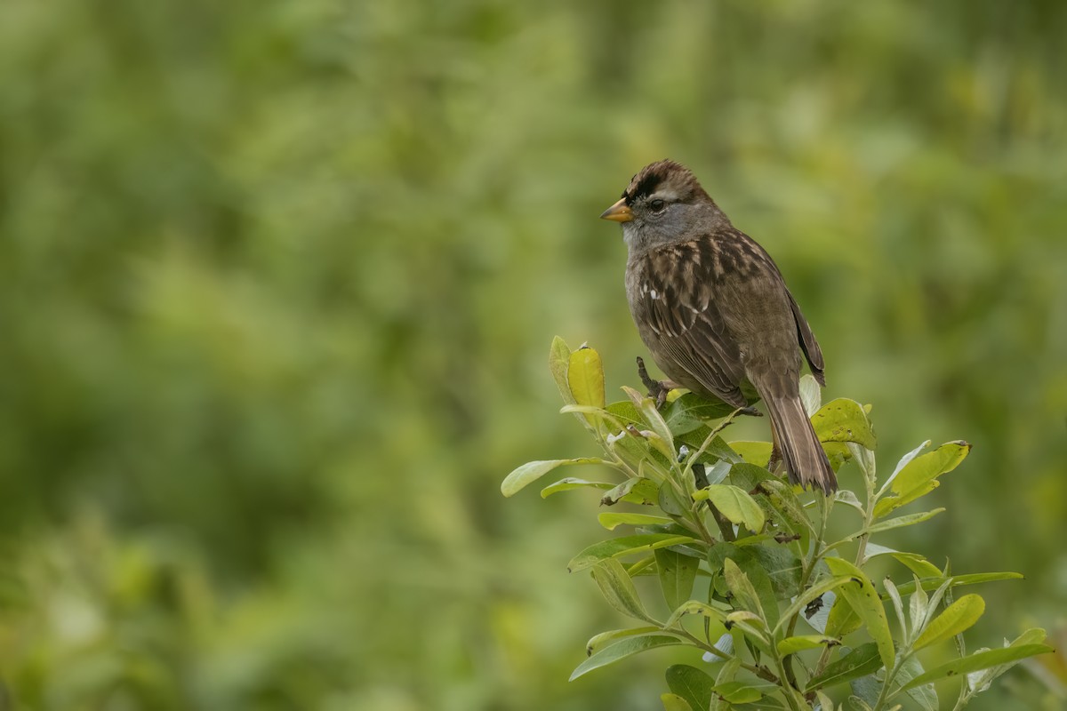 White-crowned Sparrow (nuttalli) - ML616913277