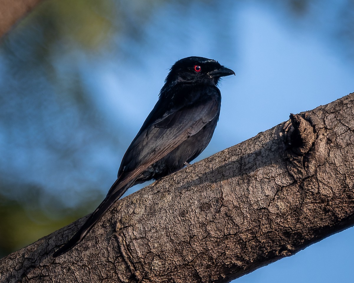 Fork-tailed Drongo (Glossy-backed) - ML616913300