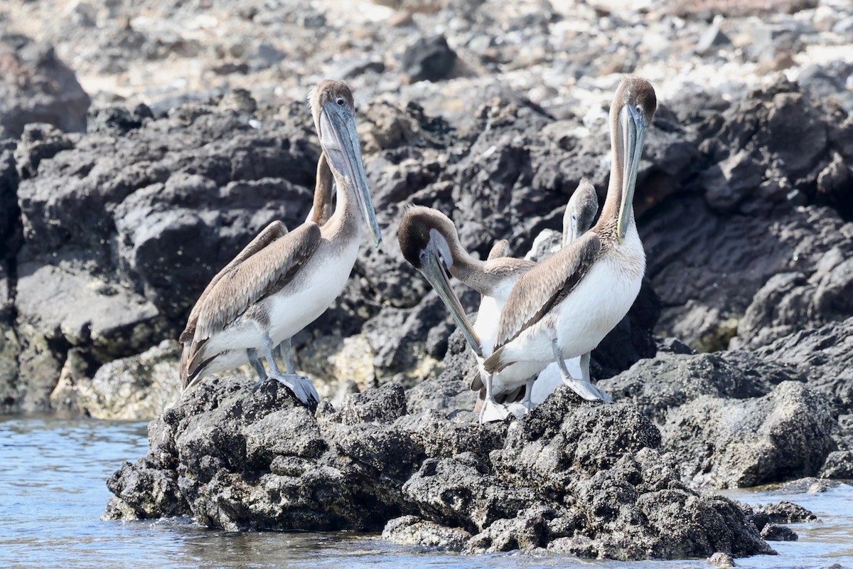 pelikán hnědý - ML616913320