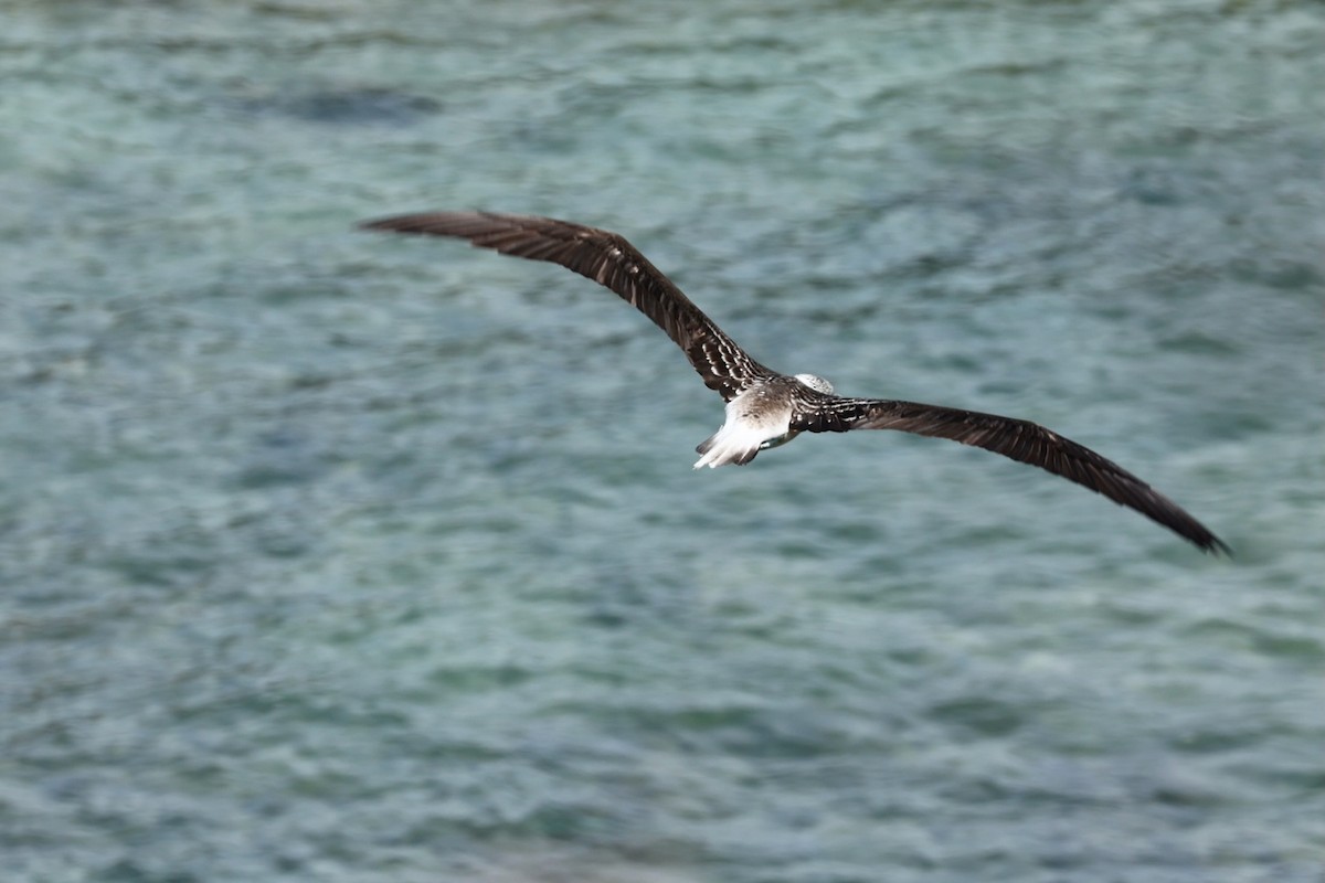 Blue-footed Booby - ML616913362