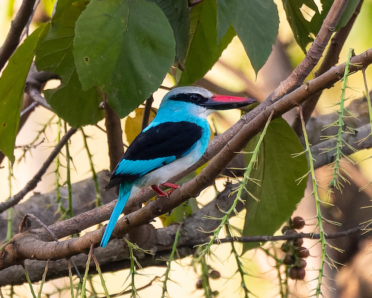 Blue-breasted Kingfisher - ML616913412