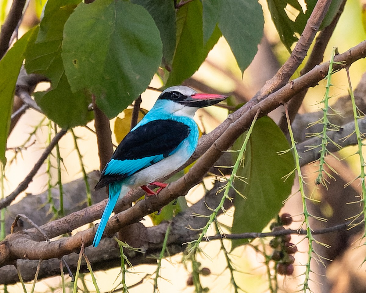 Blue-breasted Kingfisher - ML616913416