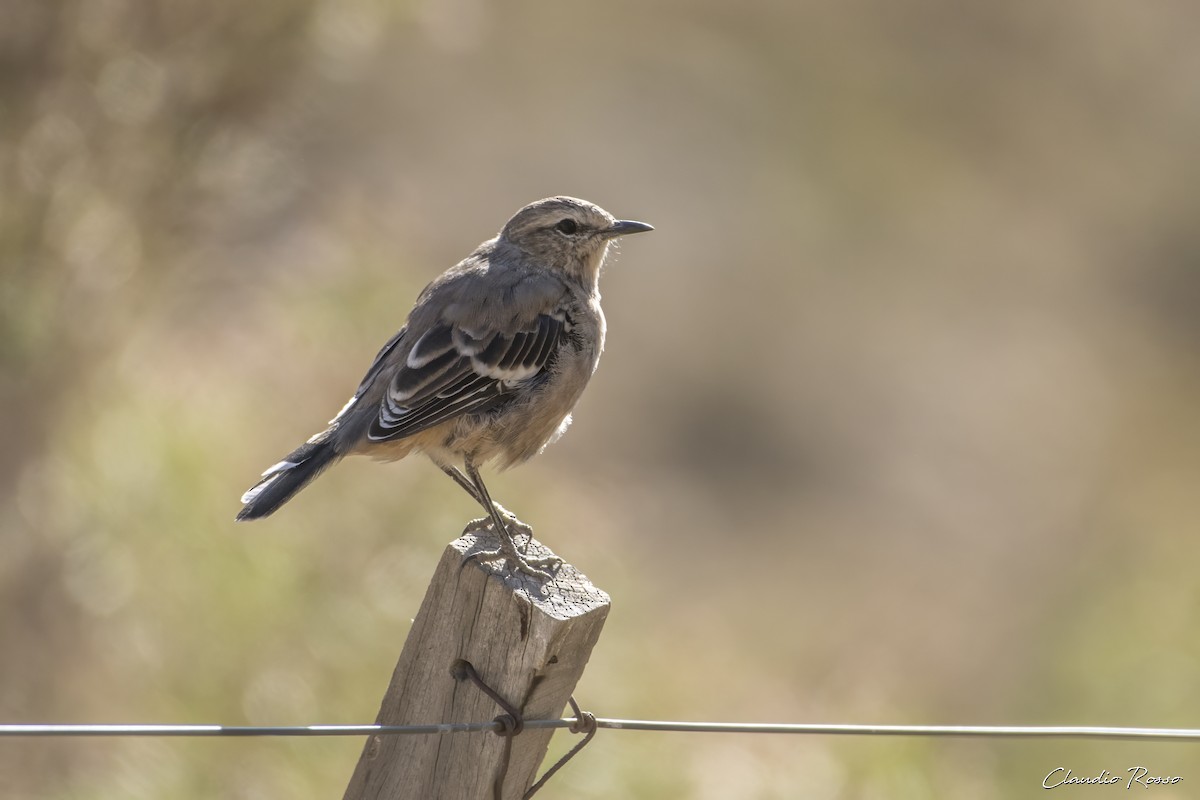 Patagonian Mockingbird - ML616913420