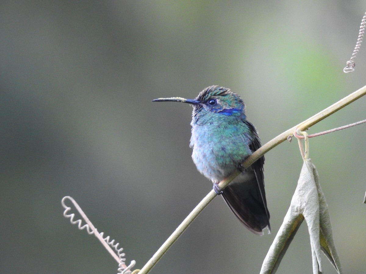 kolibřík modrouchý - ML616913463