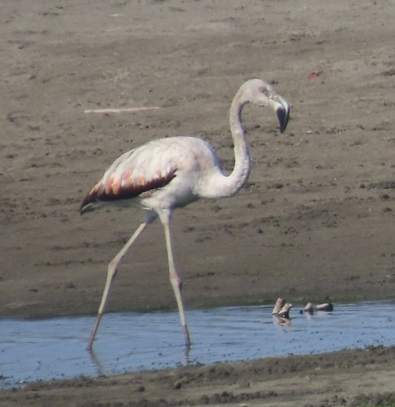 Chilean Flamingo - ML616913522