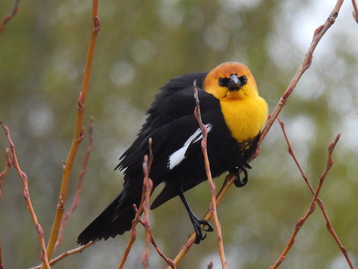 Yellow-headed Blackbird - ML616913654