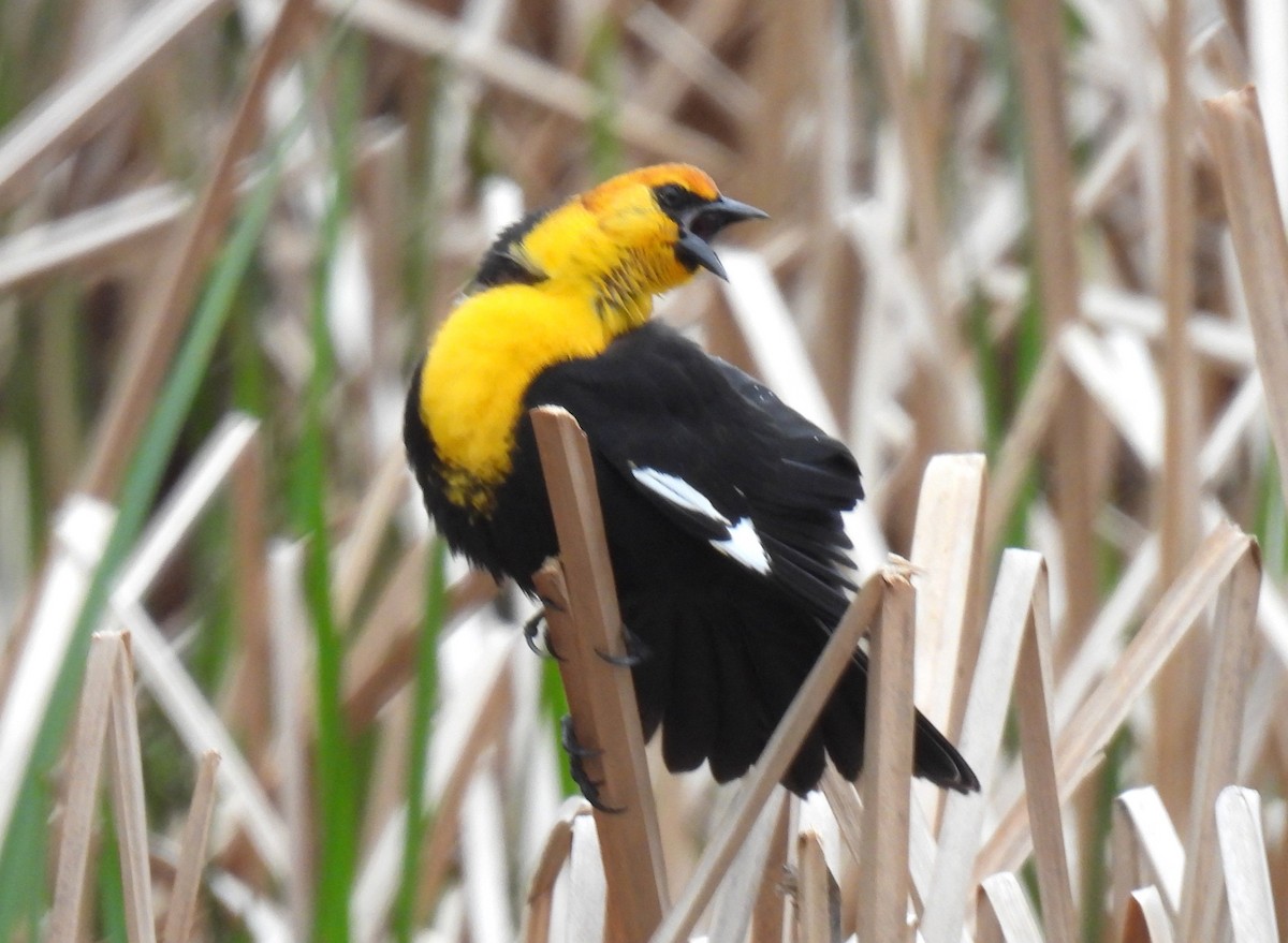 Yellow-headed Blackbird - ML616913655