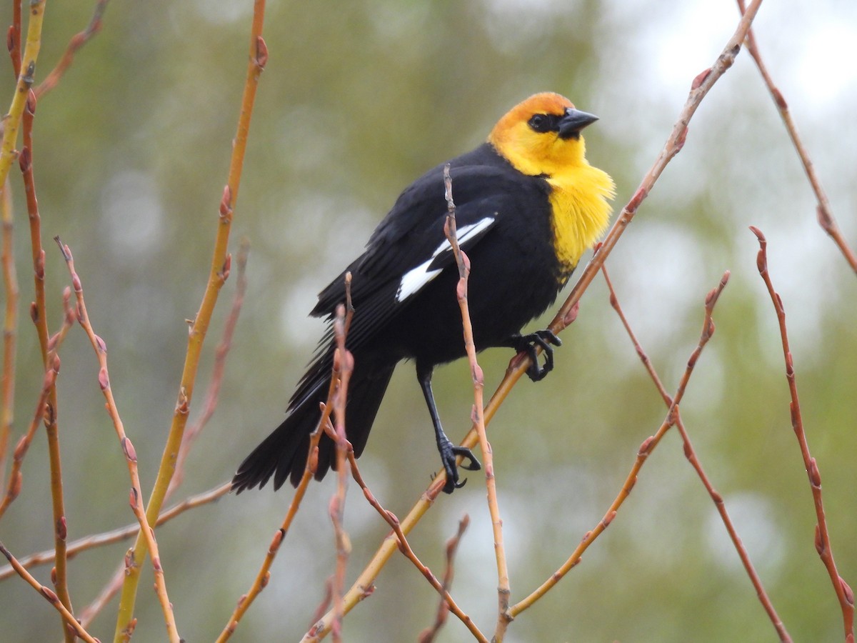 Yellow-headed Blackbird - ML616913656