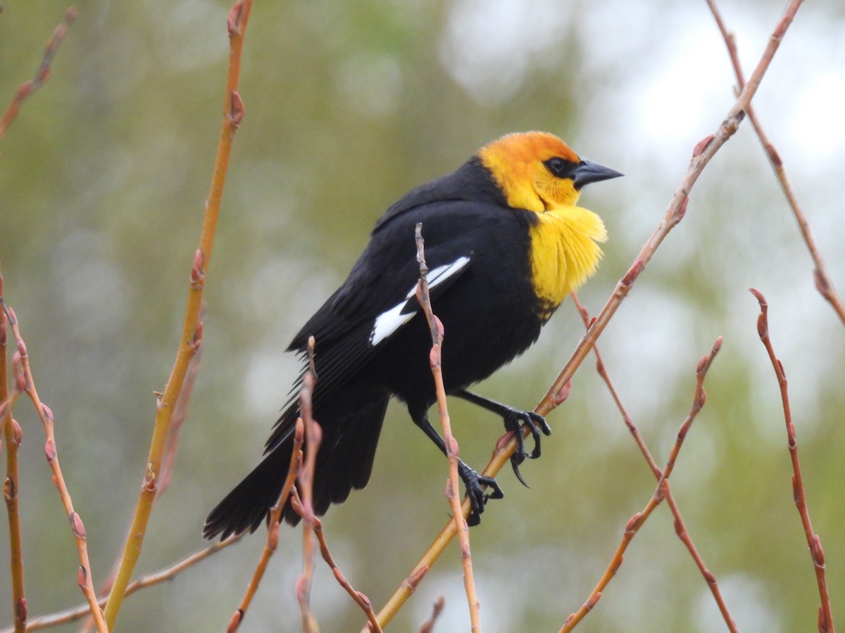 Yellow-headed Blackbird - ML616913657