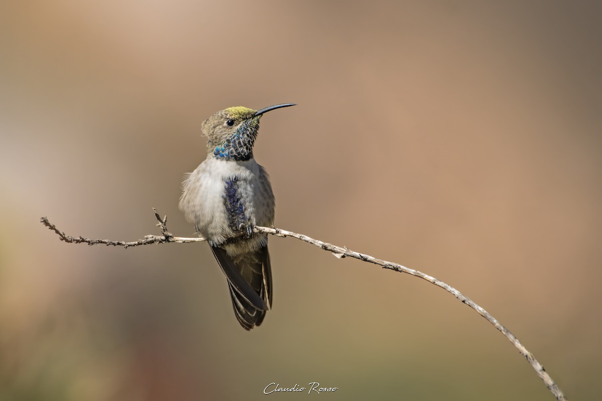 White-sided Hillstar - Claudio Rosso
