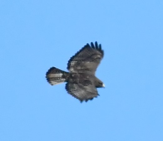 Red-tailed Hawk (Harlan's) - ML616913678