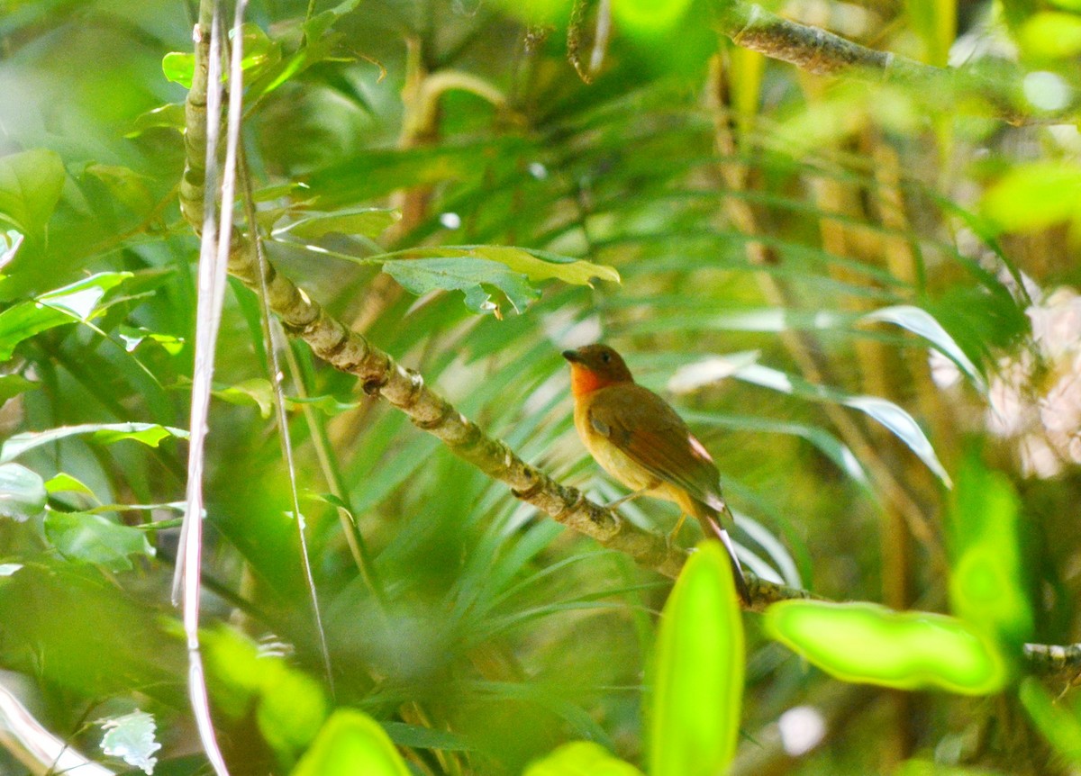 Red-crowned Ant-Tanager - ML616913967