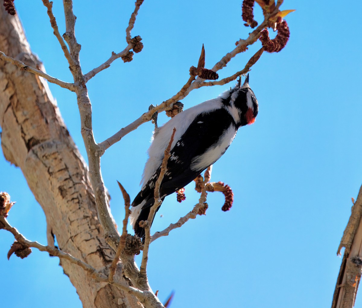 Downy Woodpecker - ML616913990