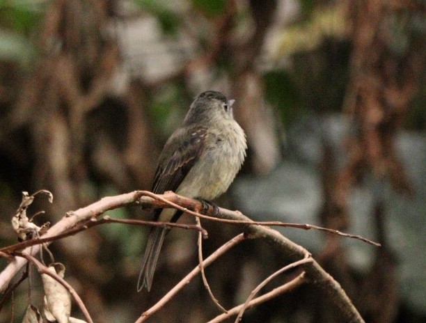 Southern Tropical Pewee - ML616914089