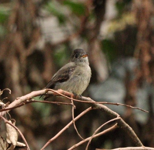 Southern Tropical Pewee - ML616914090