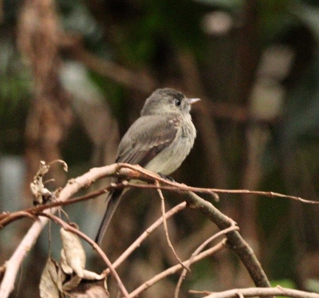 Southern Tropical Pewee - ML616914091