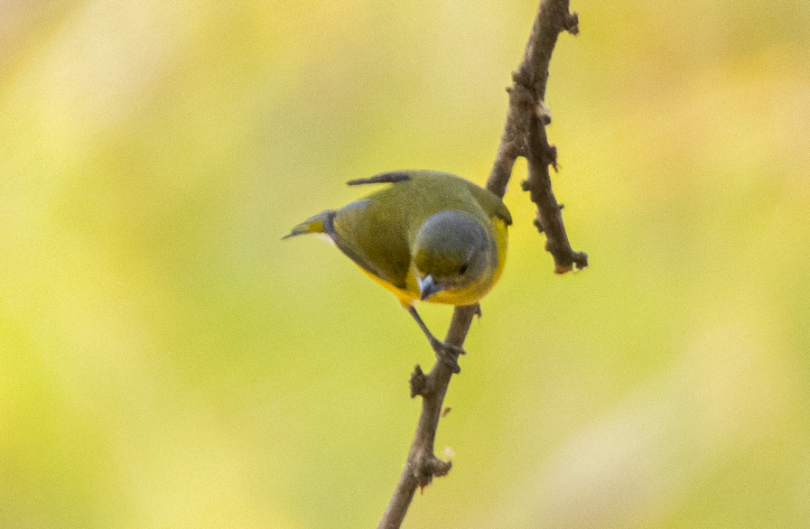 West Mexican Euphonia - ML616914125