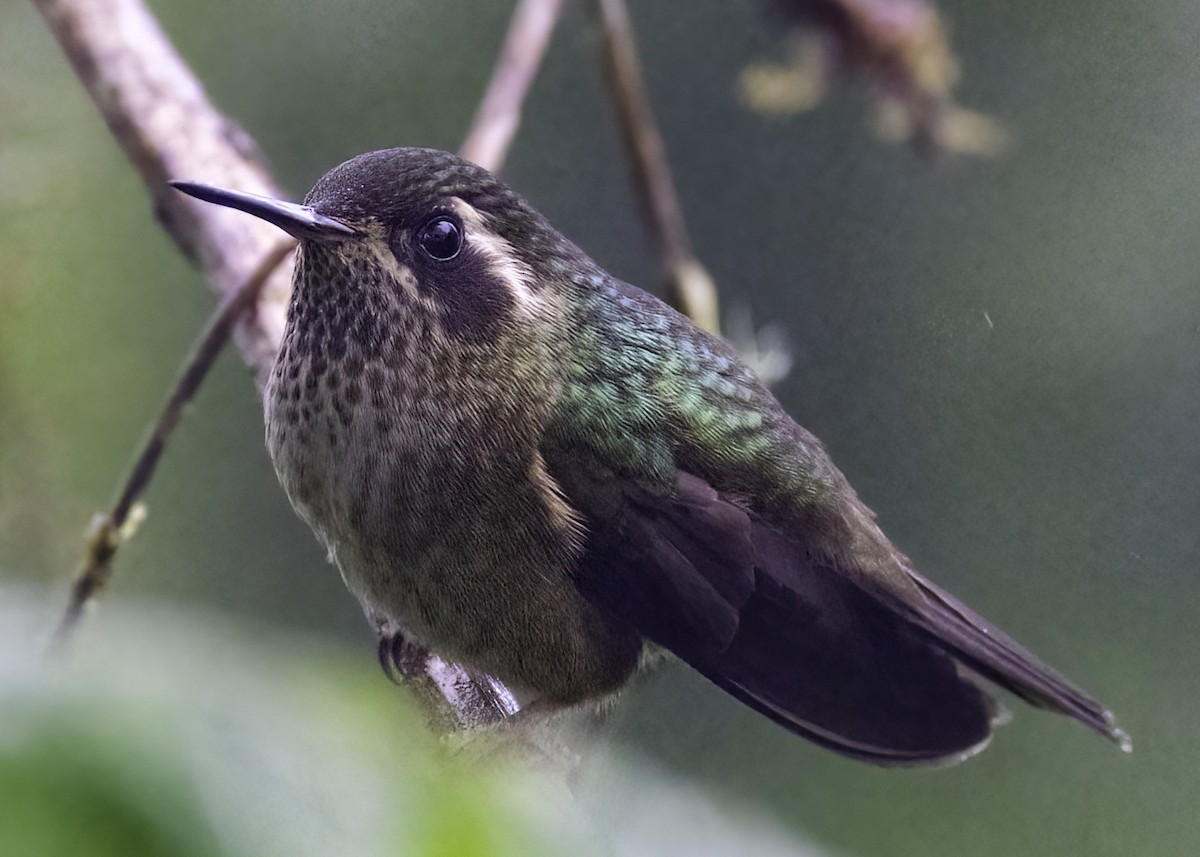 Speckled Hummingbird - ML616914331