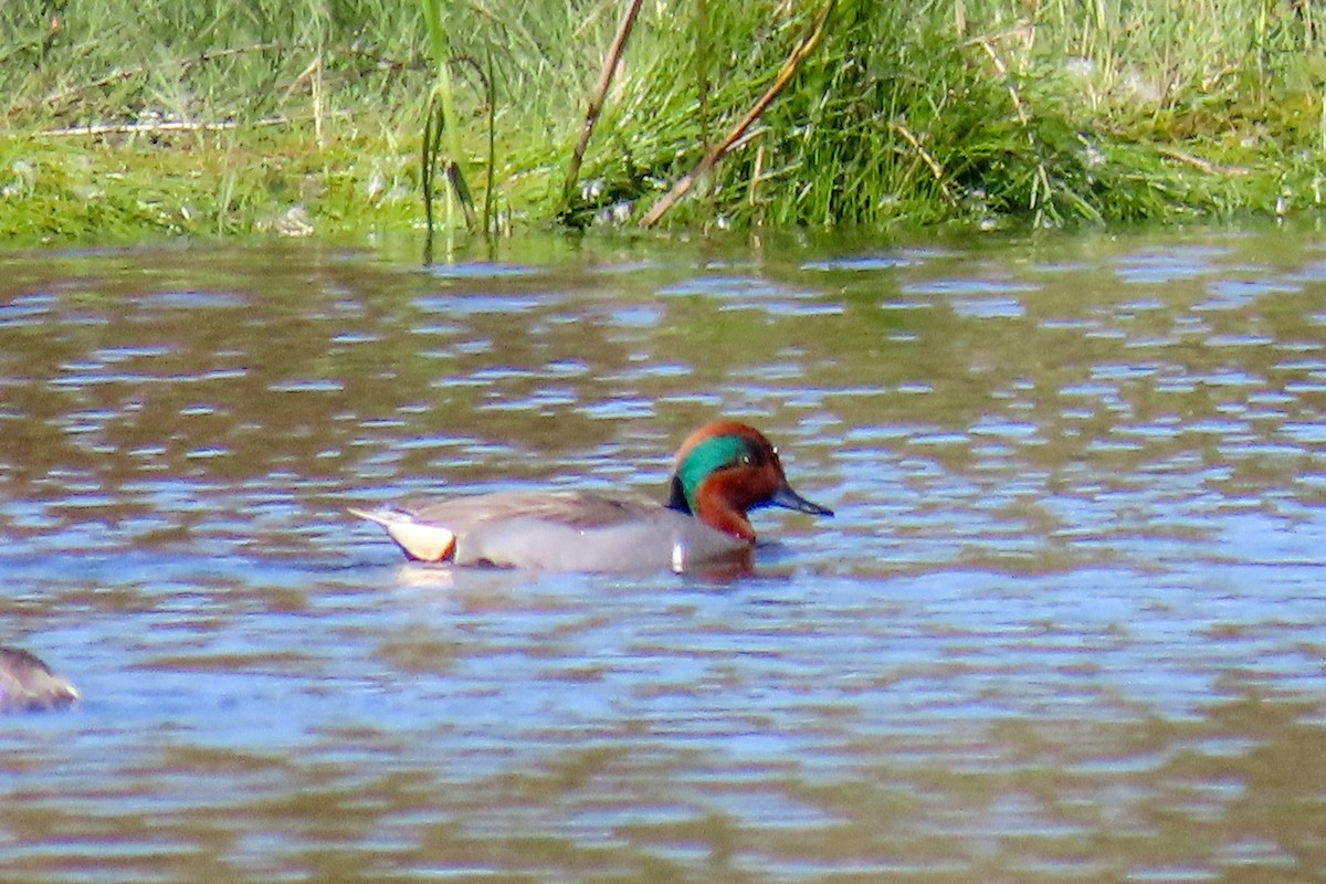 Green-winged Teal - ML616914419