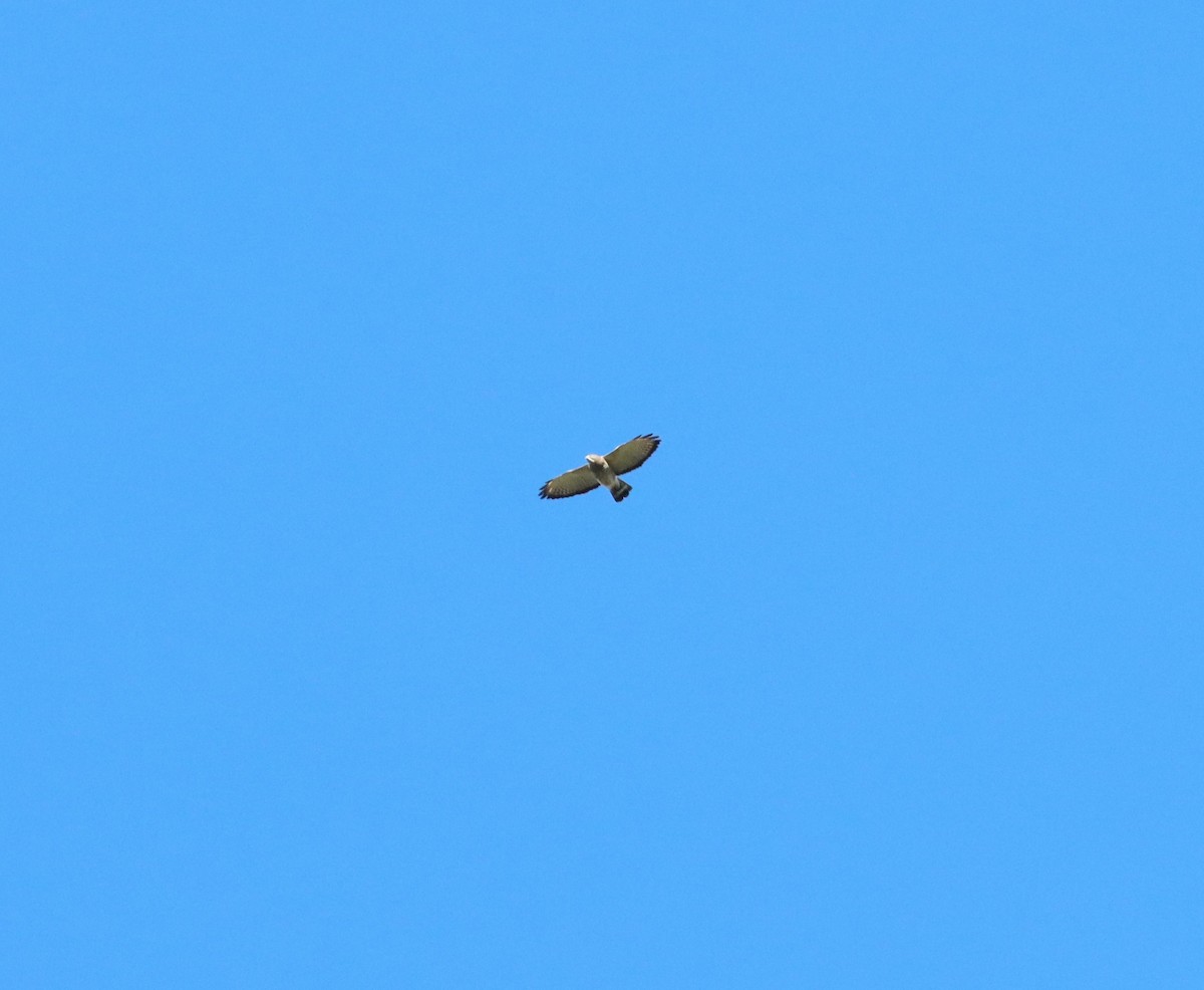 Broad-winged Hawk - ML616914477