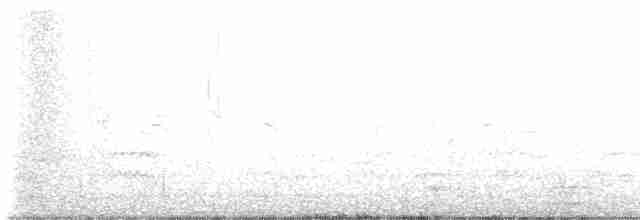čejka jihoamerická (ssp. chilensis/fretensis) - ML616914677