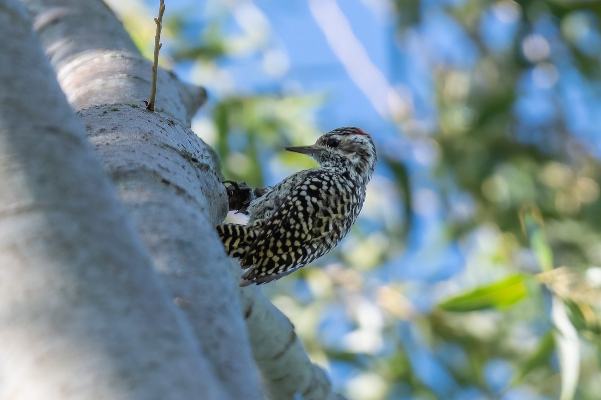 Checkered Woodpecker - ML616914777