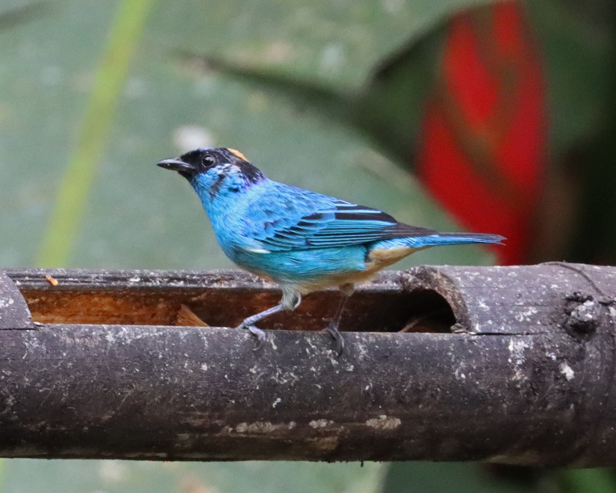 Golden-naped Tanager (Golden-naped) - ML616914810