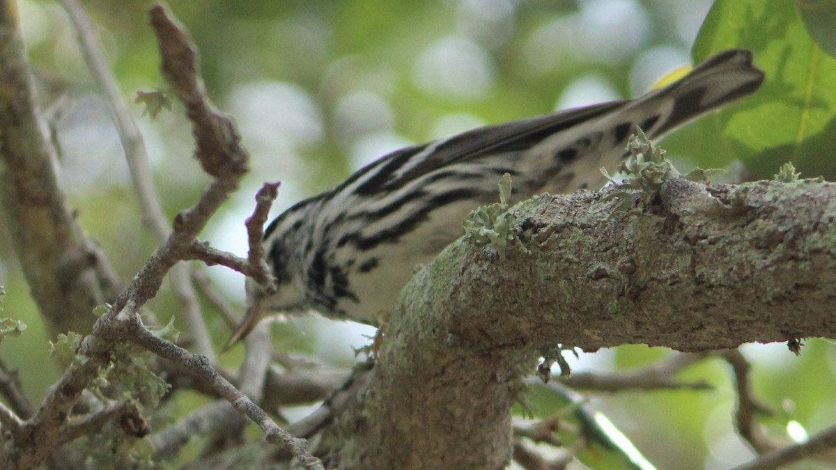 Black-and-white Warbler - ML616914941
