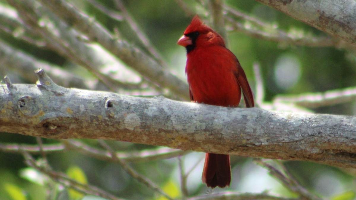 Cardinal rouge - ML616914972