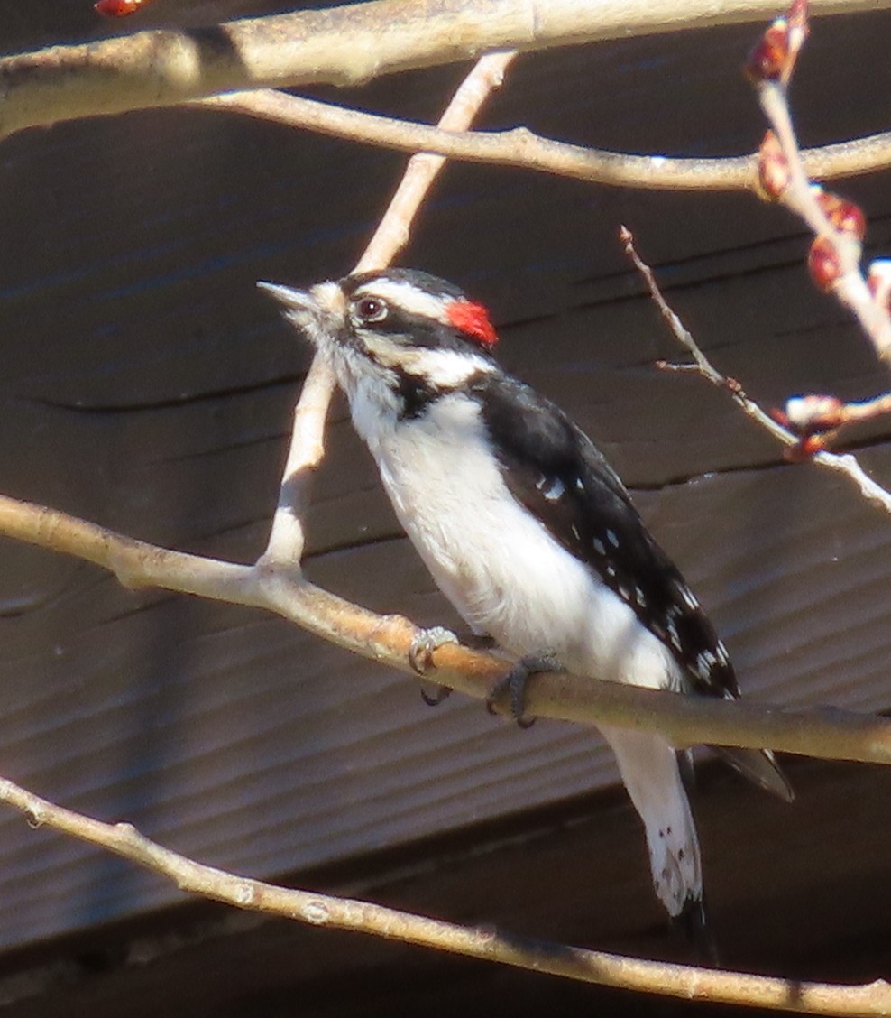 Downy Woodpecker (Rocky Mts.) - ML616914991